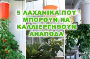 5 Λαχανικά που Μπορείτε να Καλλιεργήσετε Ανάποδα – share24.gr