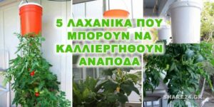 5 Λαχανικά που Μπορείτε να Καλλιεργήσετε Ανάποδα – share24.gr