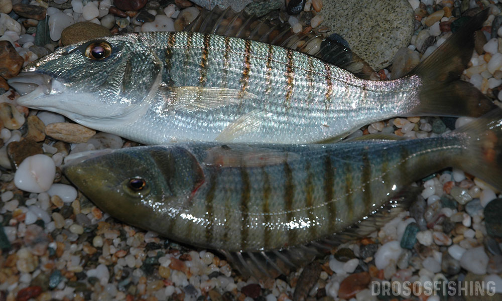 Αρματωσιές: Για Μουρμούρες στα Ρηχά – DrososFishing – Τα πάντα για το ψάρεμα