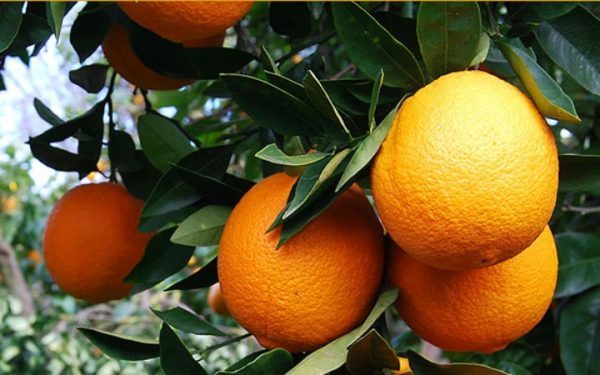 Βιολογική καλλιέργεια εσπεριδοειδών