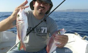 Καθετή: Αρματωσιά για Μεγάλα Λυθρίνια 