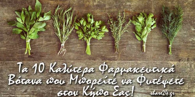 Τα Top 10 Φαρμακευτικά Βότανα που μπορείτε να Καλλιεργήσετε Μόνοι Σας! – share24.gr