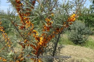 Δενδρώδη / θαμνώδη μικρότερης οικονομικής σημασίας: Το Ιπποφαές (Hippophae rhamnoides L.) – Farmacon – Blog – Η #1 online αγροτική εφαρμογή