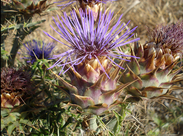 16 πράγματα που πρέπει να ξέρετε για την πυτιά