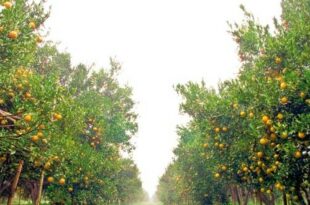 Καλλιέργεια πορτοκαλιάς και λεμονιάς στον κήπο