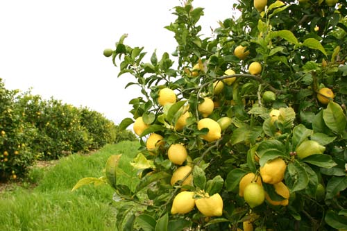 Λεμονιά με καρπούς