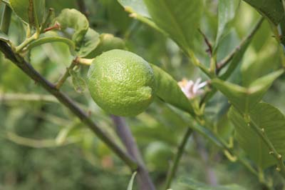 εσπεριδοειδή: φυτεύω, φροντίζω, προστατεύω