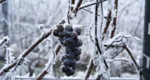 Κρασιά του πάγου που θα ζεσταίνουν το χειμώνα σας