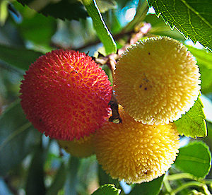 Κούμαρα Κουμαριά / Φυτώρια/Γεωπονικές Επιχειρήσεις Χορομίδης: γλάστρες, φυτά, καρποφόρα, αειθαλή, φυτοχώματα, λιπάσματα, εργαλεία και είδη κήπου | Horomidis Agronomic Corp. Flower pots, plants, garden utensils and supplies, evergreens, fruit trees, fertilizer, soil