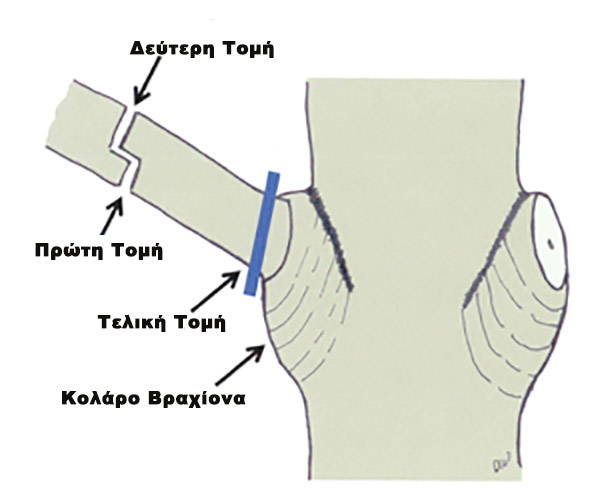 Τομές στο κλαδεμα λεμονιάς για μεγάλους κλάδους και κλαδίσκους