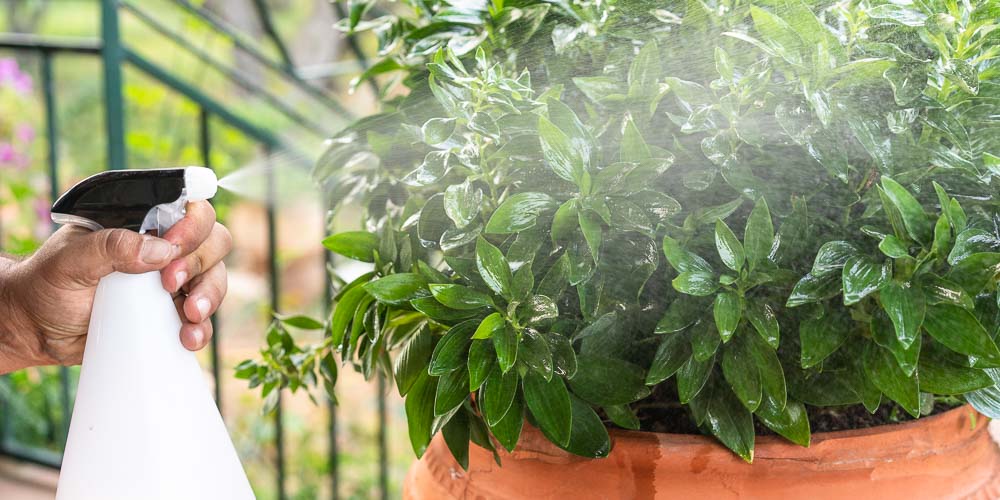 Πώς χρησιμοποιούμε το γάλα στα φυτά του κήπου Πώς χρησιμοποιούμε το γάλα στα φυτά του κήπου