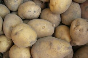 Πως γίνεται η συγκομιδή και η αποθήκευση της πατάτας