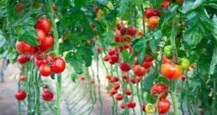 Καλλιέργεια ντομάτας – Οδηγίες και Συμβουλές