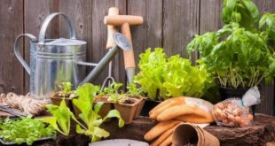 Η κηπουρική ως παράγοντας διατήρησης της ψυχικής υγείας εν καιρώ lockdown – Γεωπονικό Κέντρο Κήπου