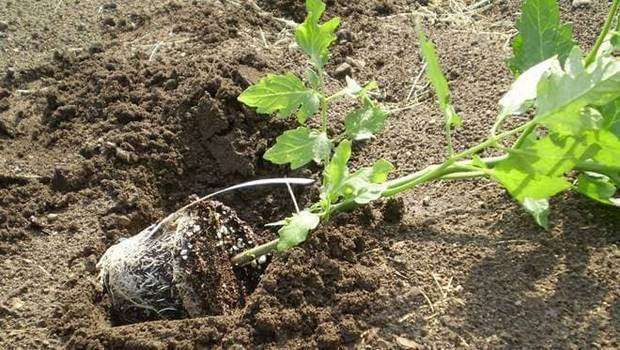 Ντομάτα (Solanaceae) γενικές πληροφορίες Ντομάτα