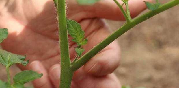 Καλλιεργητική φροντίδα τοματιάς Κλάδεμα τοματιάς
