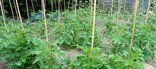 Καλλιέργεια ντομάτας, σπορά, φύτευση, λίπανση, συγκομιδή, οδηγίες Yποστύλωση τοματιάς