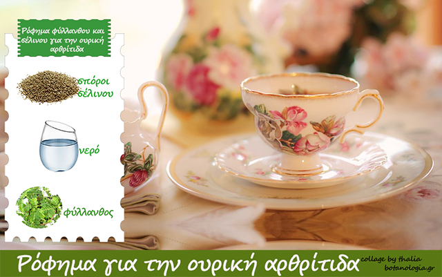 Ρόφημα-φύλλανθου-και-σέλινου-για-την-ουρική-αρθρίτιδα