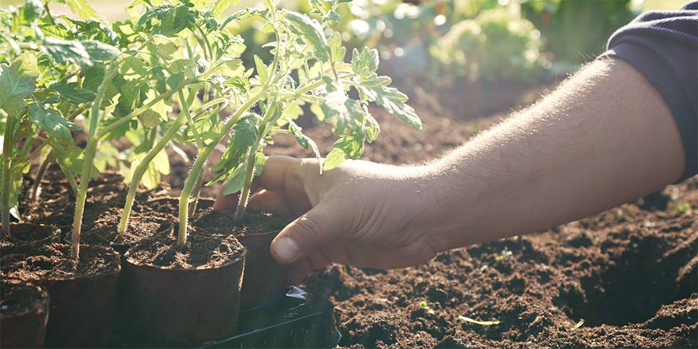 Ημερολόγιο σποράς, φύτευσης και συγκομιδής για κάθε λαχανικό | Τα Μυστικά του Κήπου