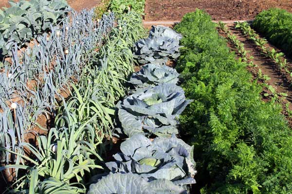 6 βήματα για να φτιάξετε τον δικό σας οικιακό λαχανόκηπο