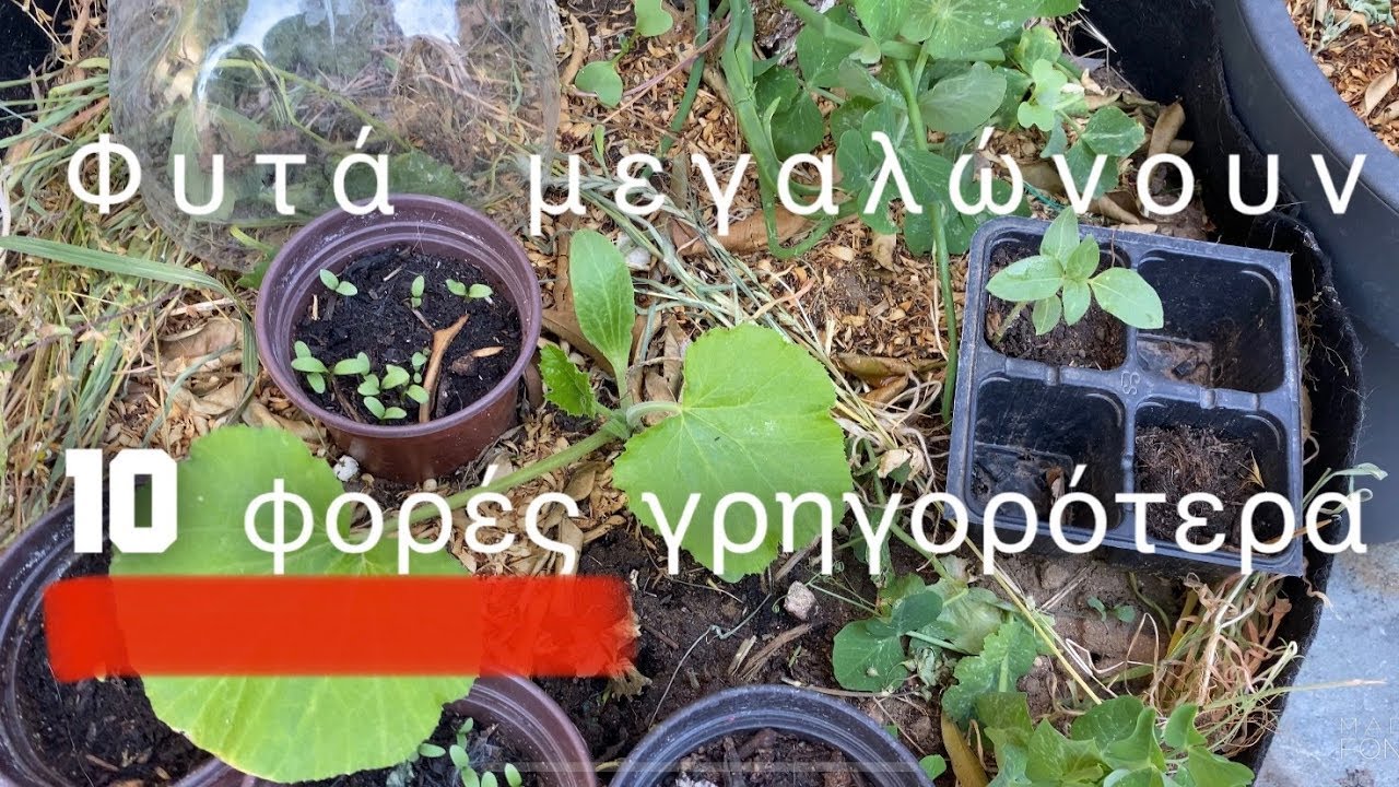 Τα φυτά μεγαλώνουν 10 φορές πιο γρήγορα – Βάλσαμο Ψυχής