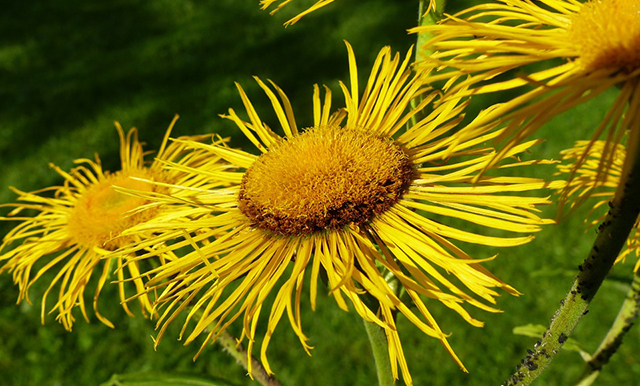 inula-helenium,-ένα-ιδανικό-βότανο-για-τις-παθήσεις-του-αναπνευστικού-συστήματος.