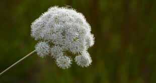 angelica-archangelica,-το-“θείο”-βότανο,-το-βότανο-των-αρχαγγέλων