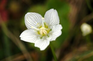 Παρνασσία-η-ελοχαρής/parnassia-palustris-Ένα-πανέμορφο-λουλούδι