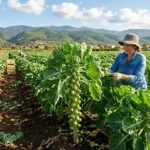 Λαχανάκια Βρυξελλών 20 Μυστικά για Πλούσια Παραγωγή