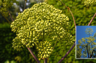 angelica-archangelica,-το-“θείο”-βότανο,-το-βότανο-των-αρχαγγέλων