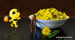 άνθη-αγριοράδικου-“μουλιασμένα”-στο-μέλι