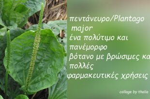 πεντάνευρο-ή-πλαντάγκο,-μια-πρώτη-γνωριμία-με-ένα-πολύτιμο-βότανο