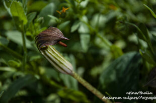 από-τις-φωτογραφίες-μου-–-arisarum-vulgare,-το-λυχναράκι