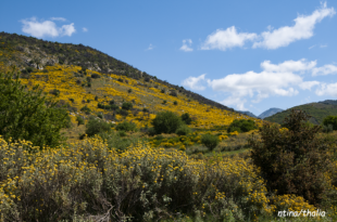 phlomis-fruticosa/Φλομίς-η-θαμνώδης-η-γνωστή-μας-και-πανταχού-παρούσα-ασφάκα