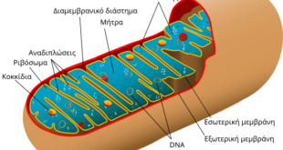 Μιτοχόνδρια:-Μια-πανταχού-παρούσα-και-ποικιλόμορφη-οικογένεια-οργανιδίων.