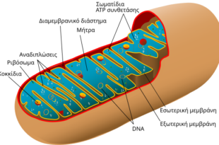 Μιτοχόνδρια:-Μια-πανταχού-παρούσα-και-ποικιλόμορφη-οικογένεια-οργανιδίων.