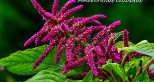 amaranthus-caudatus,-μία-πρώτη-γνωριμία