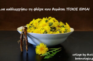 Τα-βότανα-και-μεις-οι-άνθρωποι-–-μια-μακροχρόνια-σχέση-αγάπης