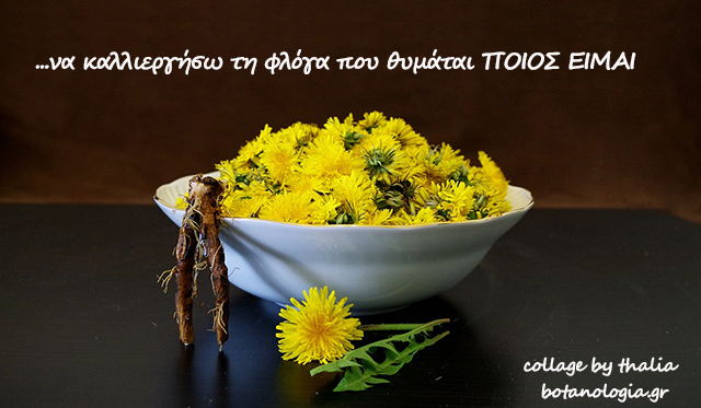 Τα βότανα και μεις οι άνθρωποι – μια μακροχρόνια σχέση αγάπης