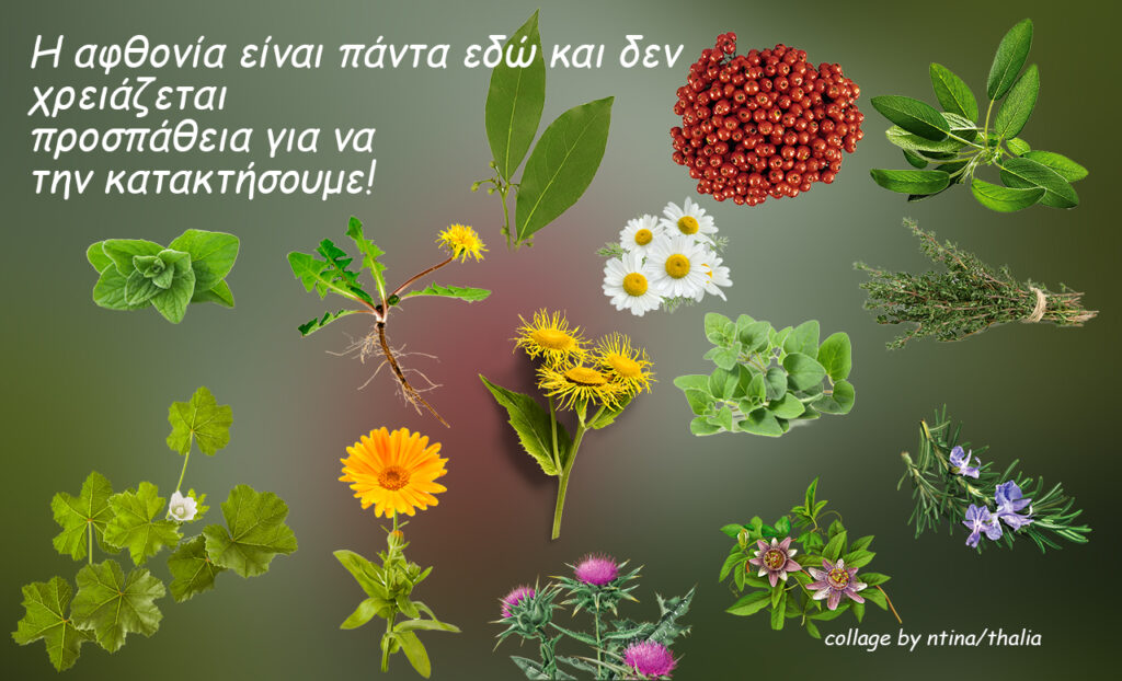 Βότανα που μπορούμε να συλλέξουμε στη χώρα μας