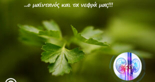Ο-μαϊντανός-και-τα-νεφρά-μας!