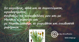 Πευκοβελόνες,-κουκουνάρια-και-η-πολύτιμη-ρητίνη,-στην-παραδοσιακή-ιατρική…