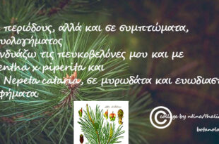 Πευκοβελόνες,-κουκουνάρια-και-η-πολύτιμη-ρητίνη,-στην-παραδοσιακή-ιατρική…