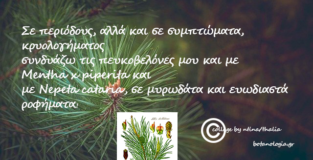 Πευκοβελόνες, κουκουνάρια και η πολύτιμη ρητίνη, στην παραδοσιακή ιατρική…