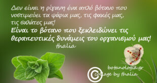σαν-ποίημα,-σαν-μύθος-όταν-με-ρώτησαν-πως-θα-περιέγραφα-με-δυό-λόγια-την-ρίγανη,-ενθυμούμενη-τα-μαθητικά-μου-χρόνια,-είπα…