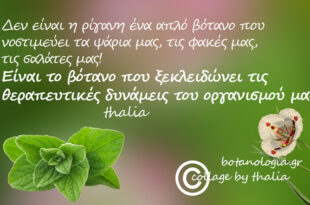 σαν-ποίημα,-σαν-μύθος-όταν-με-ρώτησαν-πως-θα-περιέγραφα-με-δυό-λόγια-την-ρίγανη,-ενθυμούμενη-τα-μαθητικά-μου-χρόνια,-είπα…