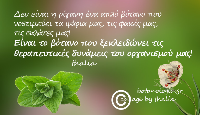 σαν ποίημα, σαν μύθος- όταν με ρώτησαν πως θα περιέγραφα με δυό λόγια την ρίγανη, ενθυμούμενη τα μαθητικά μου χρόνια, είπα…