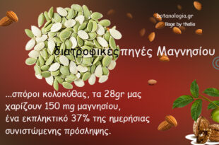 Το-μαγνήσιο-ξυπνά-κρυμμένα-βακτήρια-του-εντερικού-συστήματος-που-προστατεύουν-από-τον-καρκίνο-του-παχέος-εντέρου!