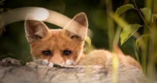 Ἀλώπηξ-προς-μορμολύκειον-–-intermezzo