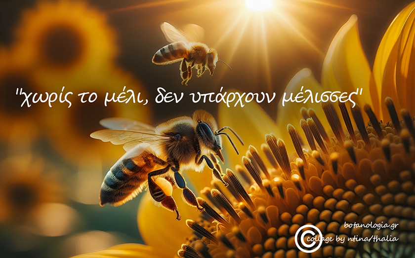 “χωρίς το μέλι, δεν υπάρχουν μέλισσες”